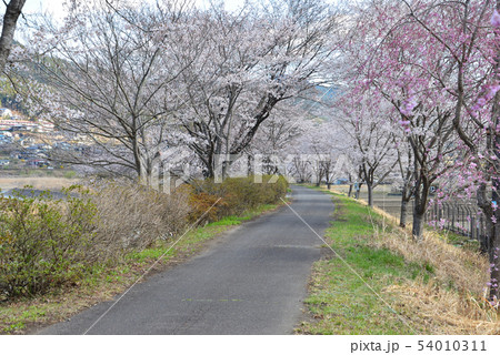 久慈川河川敷の桜　　＃22 54010311