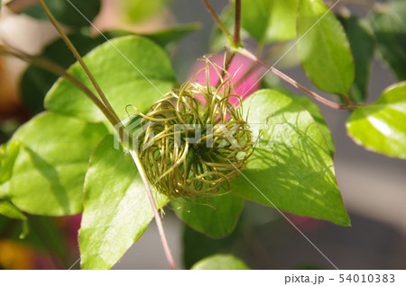 テッセン クレマチス の果実 花後の写真素材