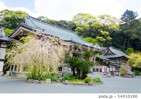 鎮国寺本堂と護摩堂 54010390
