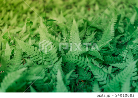 緑色 緑 グリーン 54010683