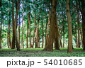 林 森 樹林 54010685
