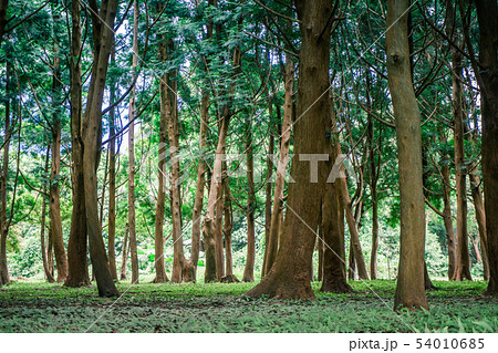 林 森 樹林 54010685
