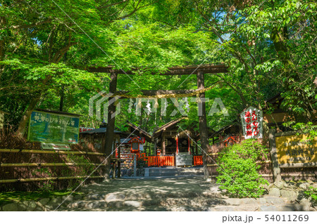 京都 野宮神社(ののみやじんじゃ) 新緑 京都 野宮神社(ののみやじんじゃ) 新緑 54011269