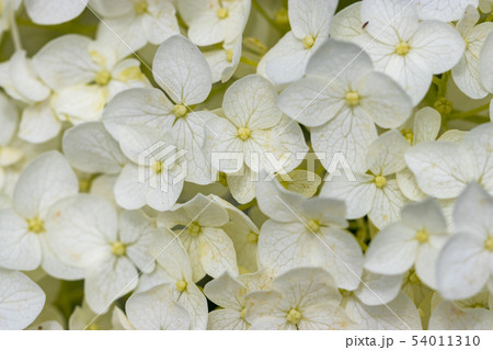 権現堂公園のあじさい 埼玉県幸手市 権現堂公園のあじさい 埼玉県幸手市 54011310