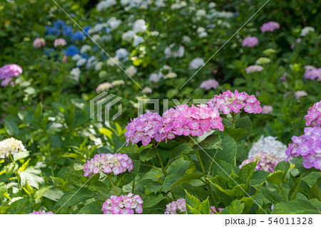 権現堂公園のあじさい　埼玉県幸手市 54011328