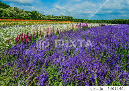 富良野　ファーム富田　春の彩りの花 54011404