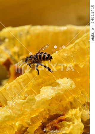 巣蜜とミツバチの世界 クローズアップ 素材 背景 巣蜜とミツバチの世界 クローズアップ 素材 背景 54011419