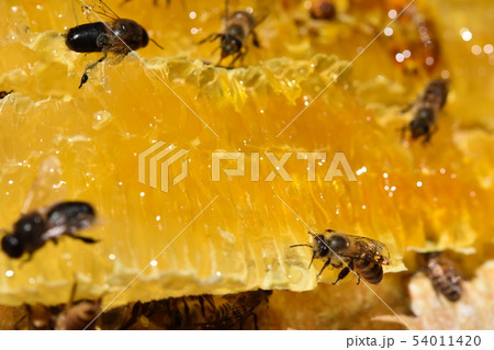 巣蜜とミツバチの世界　クローズアップ　素材　背景 54011420