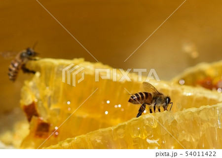巣蜜とミツバチの世界　クローズアップ　素材　背景 54011422