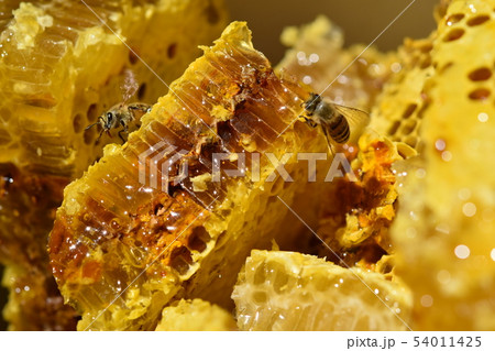巣蜜とミツバチの世界　クローズアップ　素材　背景 54011425
