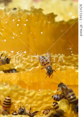 巣蜜とミツバチの世界　クローズアップ　素材　背景　sdgs サステイナブル　環境問題　食料危 54011426