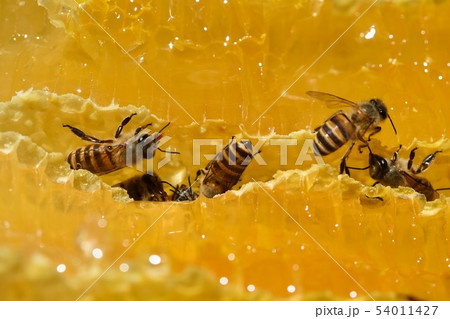 巣蜜とミツバチの世界　クローズアップ　素材　背景 54011427