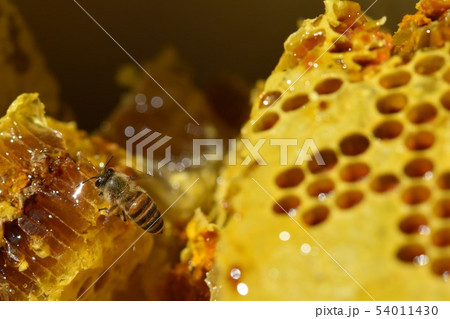巣蜜とミツバチの世界　クローズアップ　素材　背景 54011430
