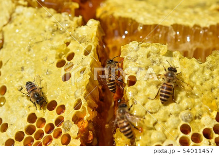 巣蜜とミツバチの世界 クローズアップ 免疫力 素材 背景 巣蜜とミツバチの世界 クローズアップ 免疫力 素材 背景 54011457