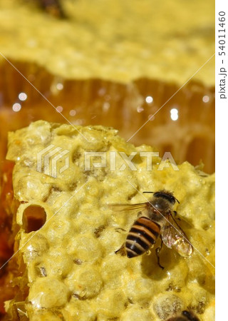 巣蜜とミツバチの世界　クローズアップ　素材　背景 54011460
