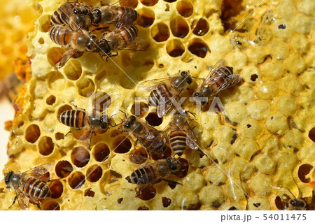 巣蜜とミツバチの世界 クローズアップ 素材 背景の写真素材