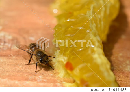 巣蜜とミツバチの世界　クローズアップ　素材　背景 54011483