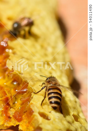 巣蜜とミツバチの世界　クローズアップ　素材　背景 54011490