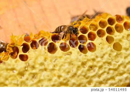 巣蜜とミツバチの世界　クローズアップ　素材　背景 54011493