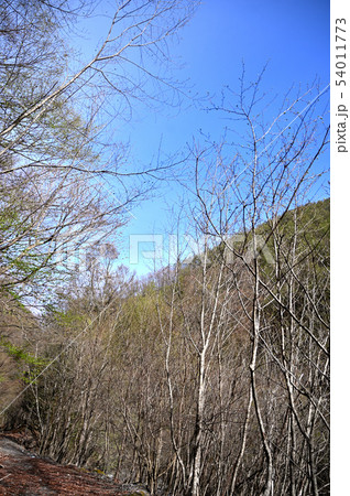 晴れた日の登山道 甲斐駒ヶ岳 晴れた日の登山道 甲斐駒ヶ岳 54011773