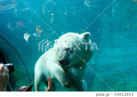 札幌市円山動物園のホッキョクグマの写真素材