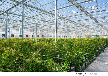 greenhouse with rose flowers greenhouse with rose flowers 54013326