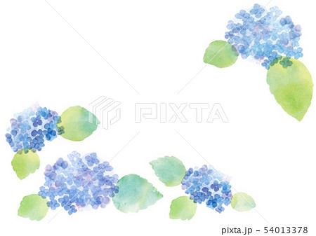 紫陽花水彩画 紫陽花水彩画 54013378