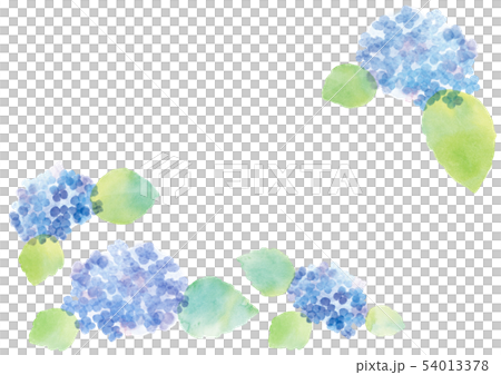繡球花水彩畫 繡球花水彩畫 54013378