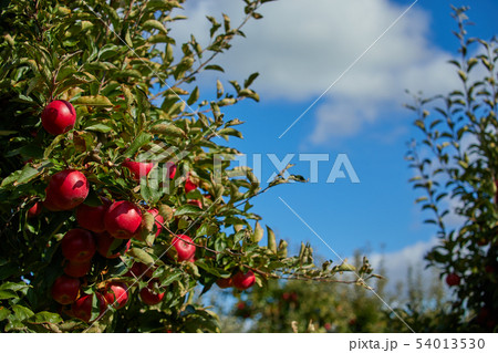 picture of a Ripe Apples in Orchard ready for picture of a Ripe Apples in Orchard ready for 54013530