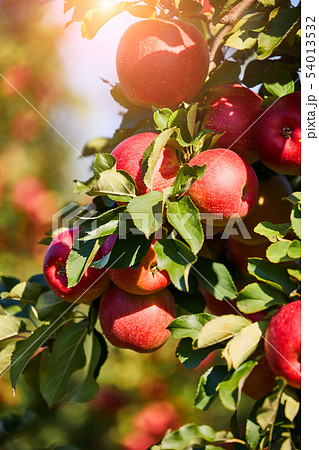 picture of a Ripe Apples in Orchard ready for 54013532