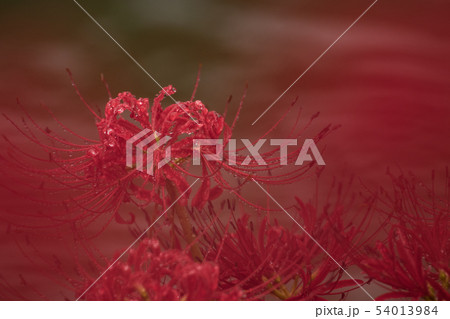 秋の花　彼岸花　川辺の彼岸花 54013984