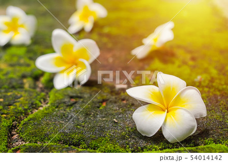 White Frangipani (Plumeria) flowers with green White Frangipani (Plumeria) flowers with green 54014142
