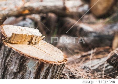 Tree stump with Log stack background 54014340