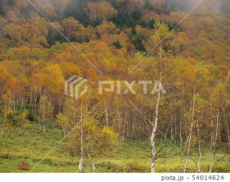 晩秋の志賀高原 - 平床 54014624