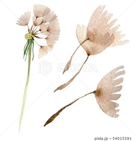 Dandelion blowball with seeds. Watercolor background illustration set. Isolated plant illustration Dandelion blowball with seeds. Watercolor background illustration set. Isolated plant illustration 54015391