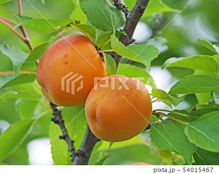 アンズの実 アンズの実 54015467