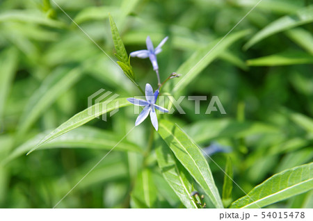 チョウジソウの花 チョウジソウの花 54015478