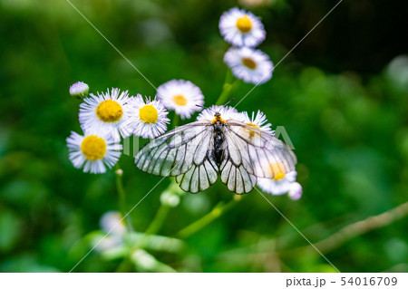 ウスバシロチョウ 54016709