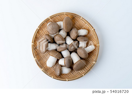 大黒本しめじ 大黒本しめじ 54016720