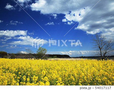 菜の花と青空 54017117