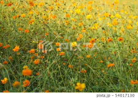 Cosmos in Nakhon Ratchasima province, Thailand 54017130