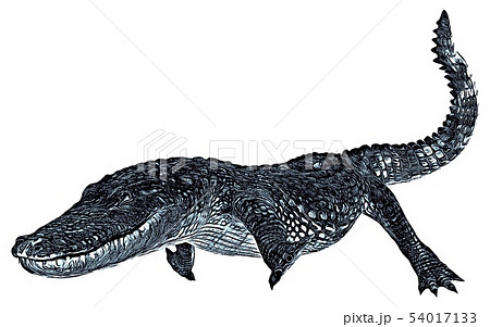 Sketch of alligator isolated on a white background Sketch of alligator isolated on a white background 54017133