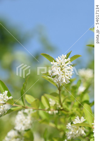 初夏に咲くイボタノキの花 初夏に咲くイボタノキの花 54017134