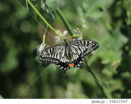 ダイコンの花に止まるアゲハチョウ 54017247