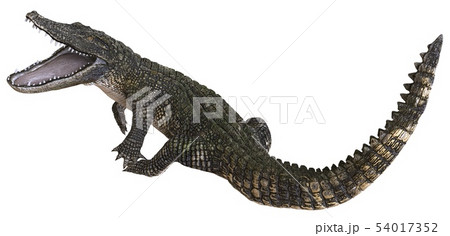 A reference image Alligator isolated on white background 3d illustration A reference image Alligator isolated on white background 3d illustration 54017352