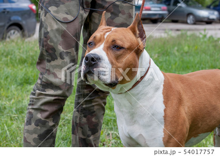 American staffordshire terrier puppy and his owner 54017757