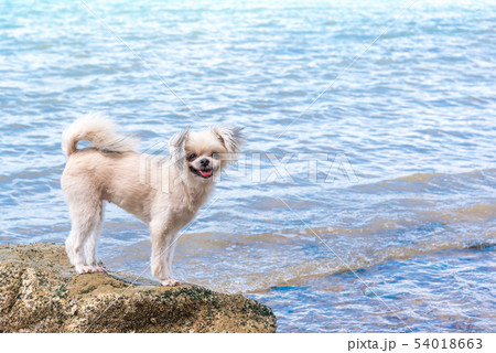 Dog happy fun on rocky beach when travel at sea 54018663
