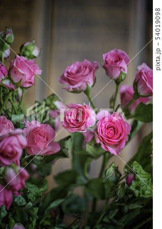 pink roses as a background pink roses as a background 54019098