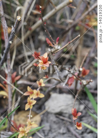 Closeup leaves bud and branches in spring Closeup leaves bud and branches in spring 54019100