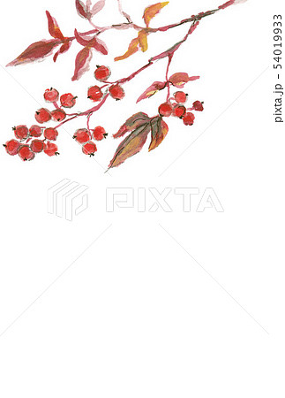 なんてん 山野草イラスト 縦 なんてん 山野草イラスト 縦 54019933